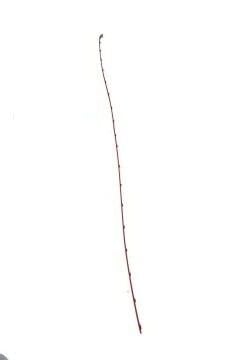 Arka Tampon Bandı R11 (İnce Kırmızı)